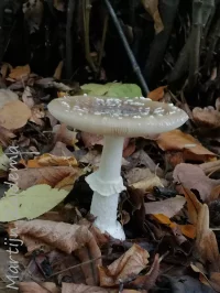 Panteramaniet [Amanita pantherina]